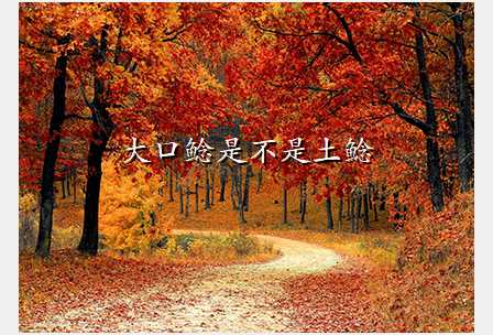 大口鲶是不是土鲶