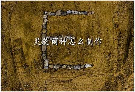 灵芝菌种怎么制作