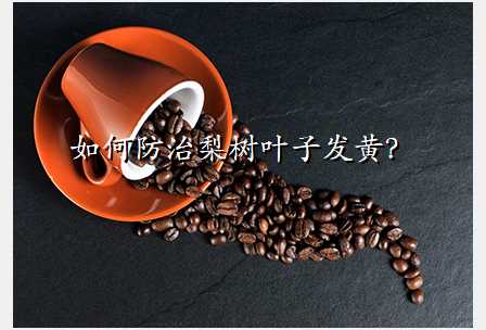 如何防治梨树叶子发黄?