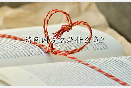 请问网友这是什么龟?
