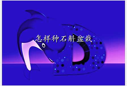 怎样种石斛盆栽