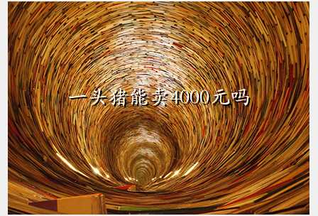 一头猪能卖4000元吗